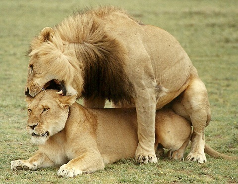 Afrika Safari - Liebende Löwen