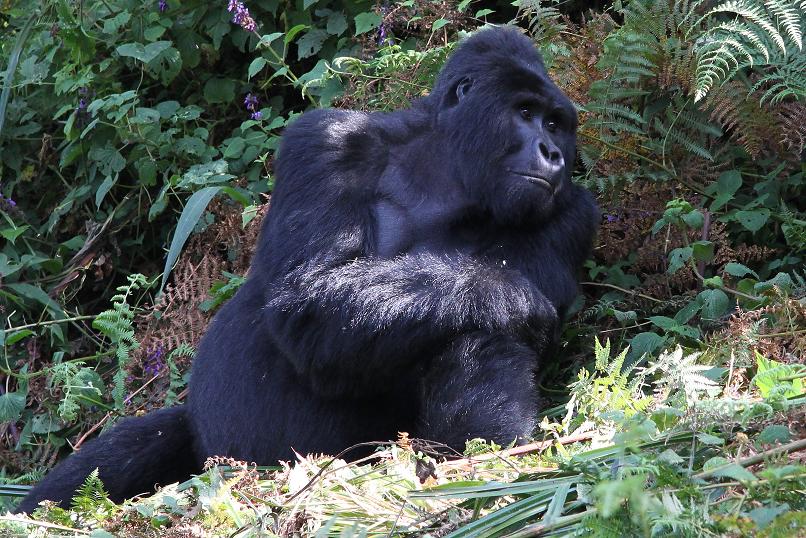 Silverback - Gorilla - Trekking - Uganda Reise